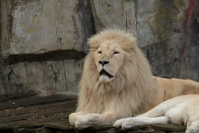 Lion on Safari